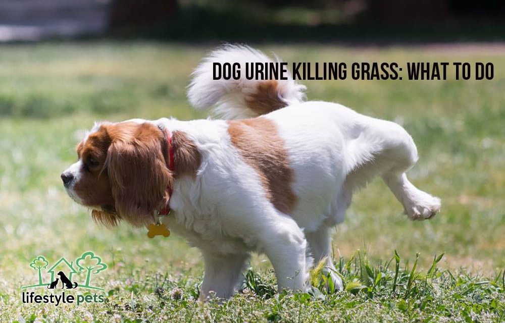 Dog Urine Killing Grass: What to Do