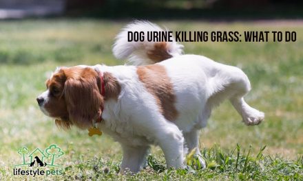 Dog Urine Killing Grass: What to Do