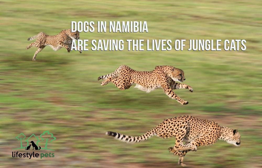Dogs in Namibia Are Saving the Lives of Jungle Cats