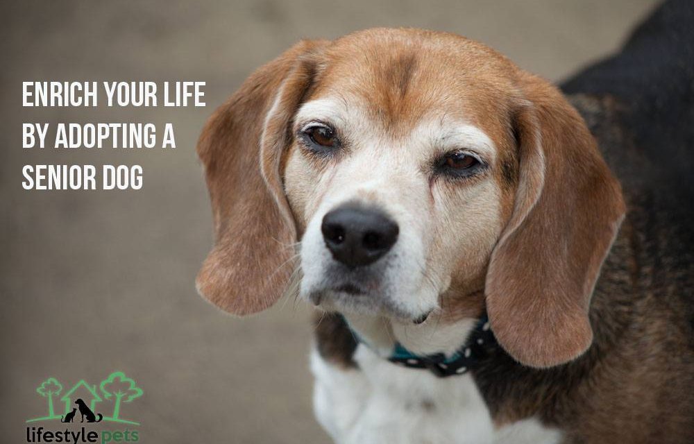 Enrich Your Life by Adopting a Senior Dog
