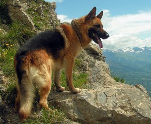 A German Shepherd dog on a mountain.