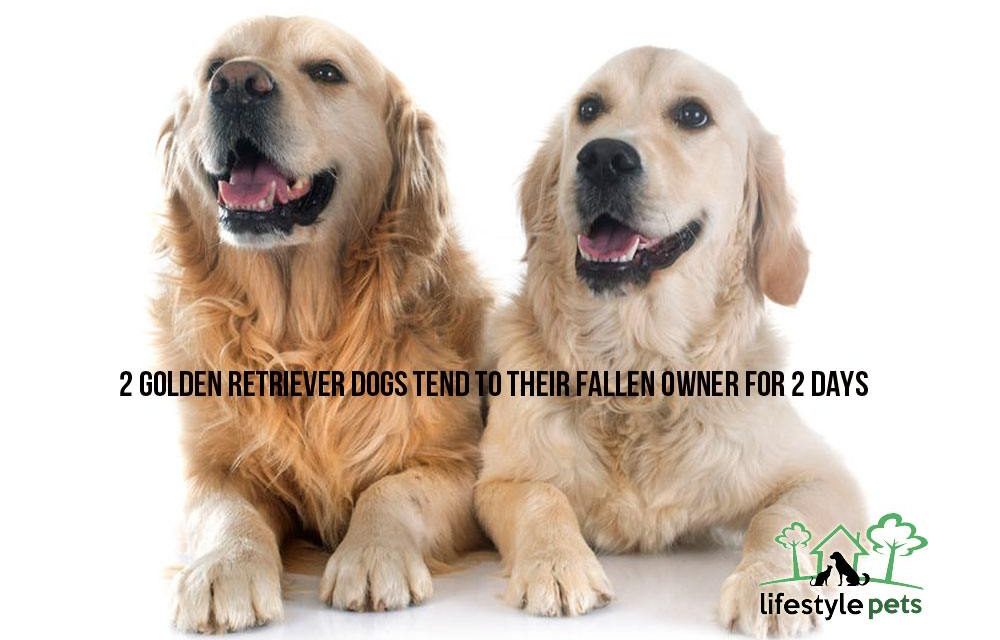 Two Golden Retriever Dogs Tend to Their Fallen Owner for Two Days