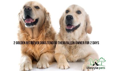 Two Golden Retriever Dogs Tend to Their Fallen Owner for Two Days