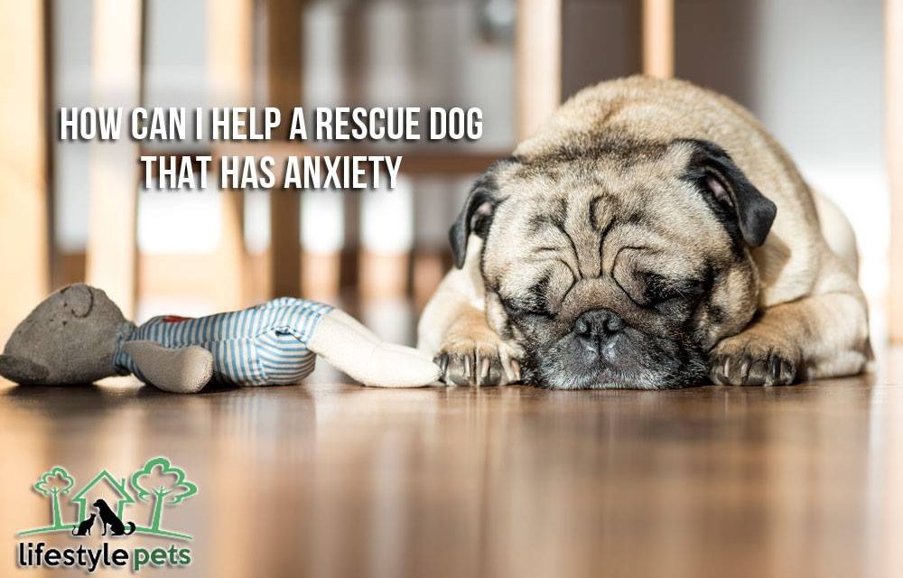 How Can I Help a Rescue Dog that has Anxiety?