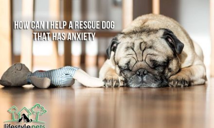 How Can I Help a Rescue Dog that has Anxiety?