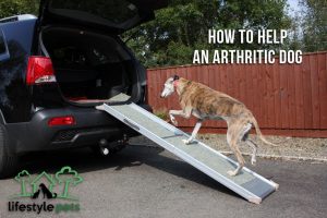 An arthritic dog climbing a car through ramp.