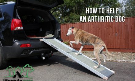 How to Help an Arthritic Dog