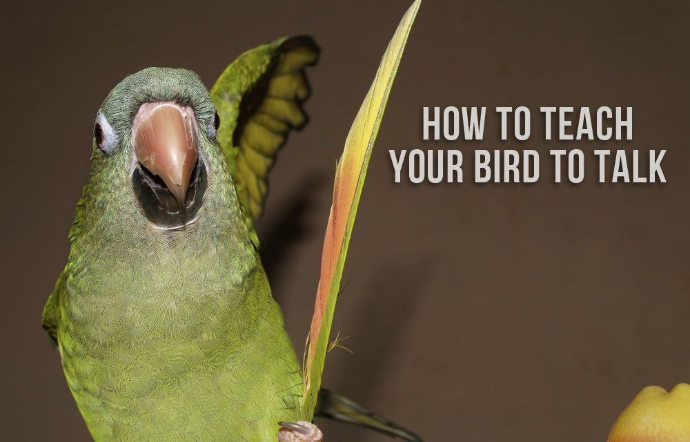 How to Teach Your Bird to Talk
