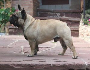 French Bulldog standing in the front yard.