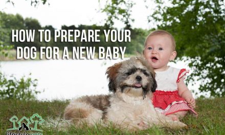 How to Prepare Your Dog for a New Baby