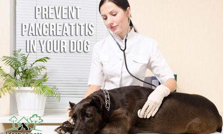 Prevent Pancreatitis in Your Dog