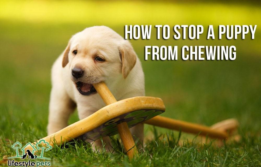 How to Stop a Puppy from Chewing