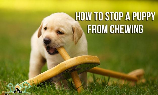 How to Stop a Puppy from Chewing