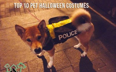 Top 10 Pet Halloween Costumes