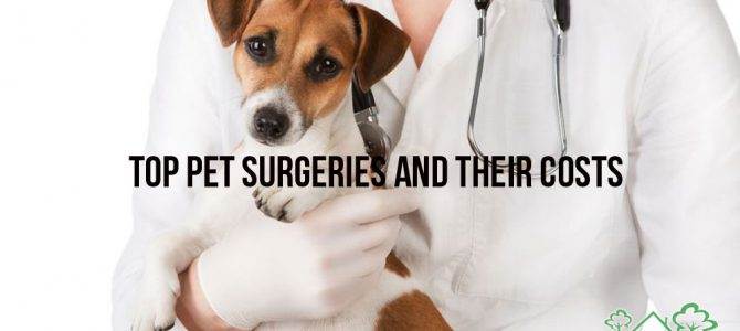 Top Pet Surgeries and their Costs