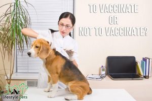 A doctor in her consulting room vaccinating a beagle dog.