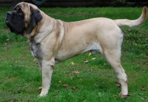 A young English Mastiff standing on the grass.