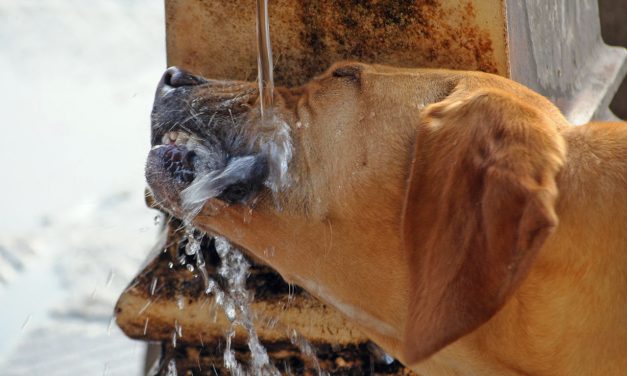 The Best Pet Fountains of 2019